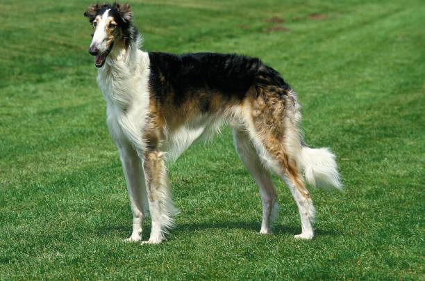 istock Borzoi or Russian Wolfhound, Domestic Dog 1257911451