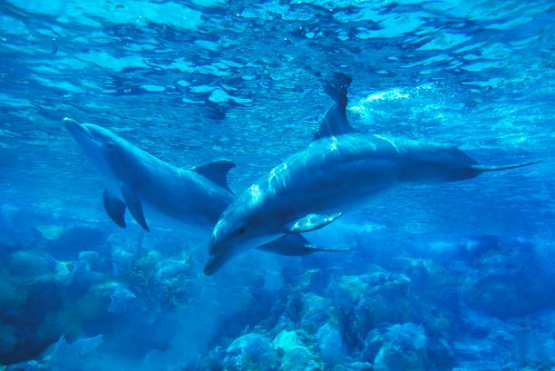 Bottlenose Dolphin, tursiops truncatus Bottlenose Dolphin, tursiops truncatus aquatic mammal stock pictures, royalty-free photos & images