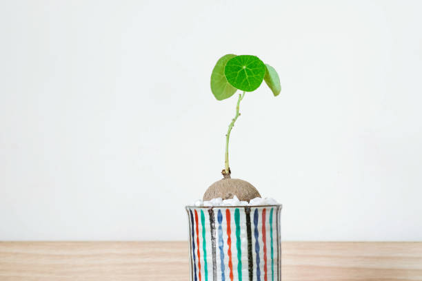 istock Stephania erecta in a minimalist ceramic pot on white background. 1257911882