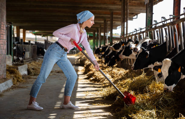 istock Female farmer working in cowshed 1257912423