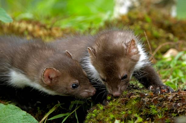 istock Stone Marten or Beech Marten, martes foina, Youngs, Normandy 1257912453