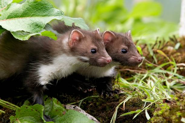 istock Stone Marten or Beech Marten, martes foina, Youngs, Normandy 1257912518