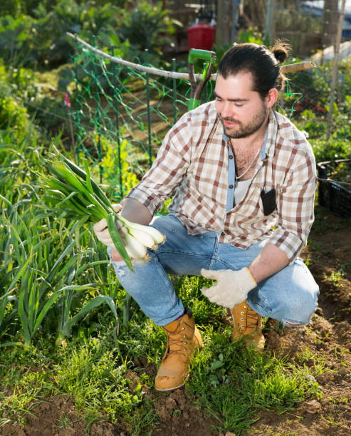 istock Man harvesting green onion 1257912671