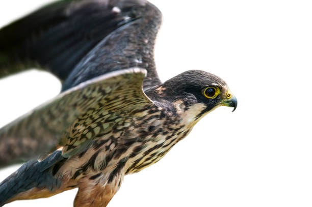 Eurasian hobby (Falco subbuteo) spreading wings for taking off against white background