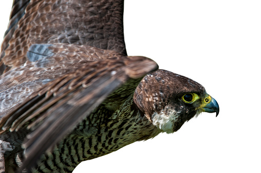 Peregrine falcon (Falco peregrinus), close up of bird spreading wings against white background