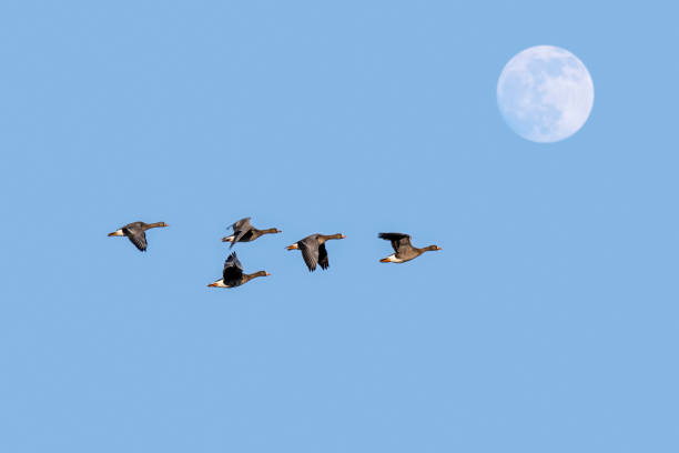 istock Full moon and flock of white-fronted geese / greater white-fronted geese (Anser albifrons) in flight against blue sky at dusk 1257912878