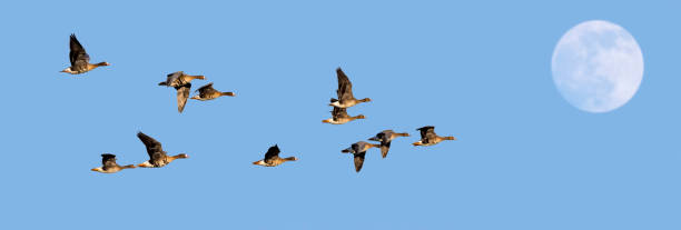 istock Full moon and flock of white-fronted geese / greater white-fronted geese (Anser albifrons) in flight against blue sky at dusk 1257912889