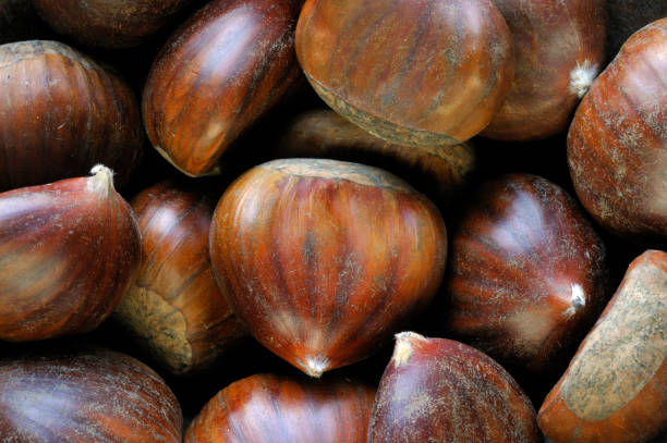 istock Harvested sweet chestnut nuts / marrons (Castanea sativa) on white background 1257912895