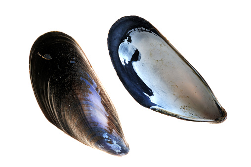 Two common mussel shells / blue mussels (Mytilus edulis) on white background
