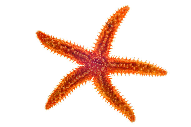Dried common starfish / common sea star / sugar starfish (Asterias rubens) on white background