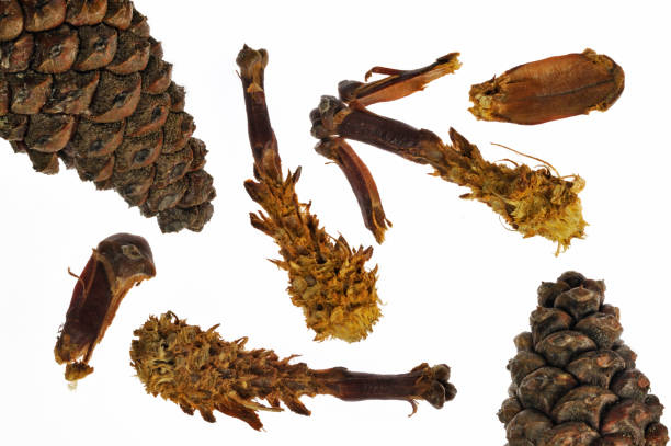 istock Cones from Scots Pine (Pinus sylvestris) stripped by red squirrel (Sciurus vulgaris) against white background 1257912980