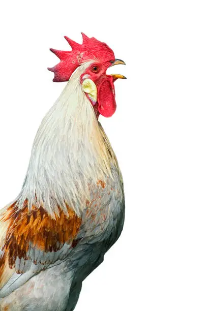 Photo of Close-up of domestic cock / rooster / cockerel (Gallus gallus domesticus) crowing against white background
