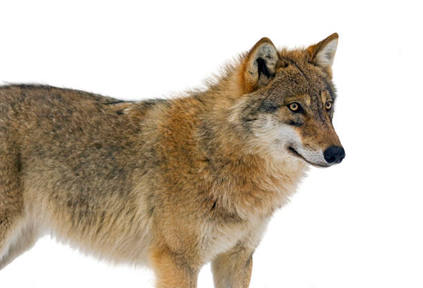 istock European grey wolf (Canis lupus) against white background 1257913881