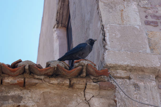 istock Crow of Bozcaada / Tenedos. 1257913968