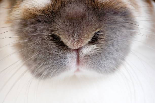 istock Lop-Eared Domestic Rabbit, Close-Up of Nose 1257914340