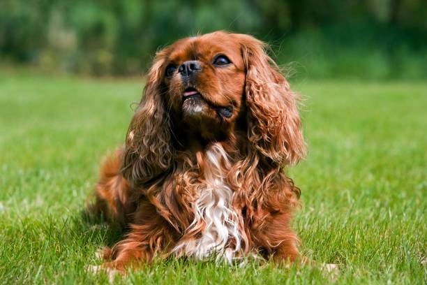 istock Cavalier King Charles Spaniel, Male laying on Lawn 1257914391