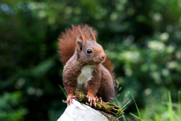 istock Red Squirrel, sciurus vulgaris, Adult, Normandy 1257914415