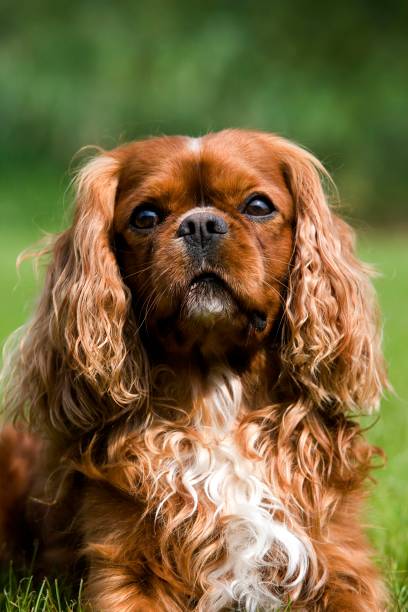 istock Cavalier King Charles Spaniel, Portrait of Male 1257914432