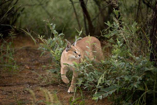 Caracal, caracal caracal, Adult, Namibia Caracal, caracal caracal, Adult, Namibia caracal photos stock pictures, royalty-free photos & images