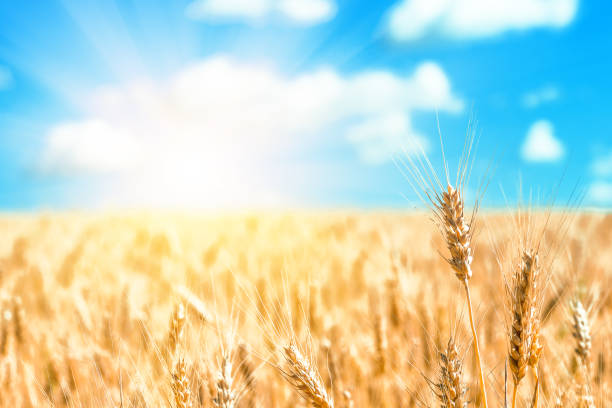 istock Wheat field and blue sky with clouds 1257914761