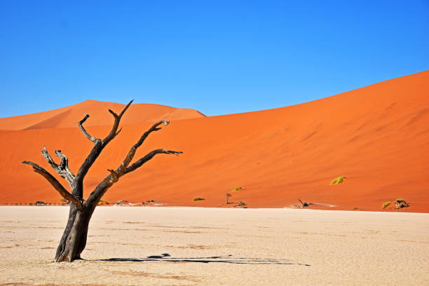 istock The Eerie Landscape of Deadvlei in Namibia 1257914809