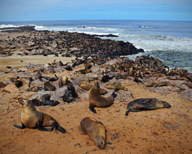 istock Cape Cross Seal Colony 1257914825