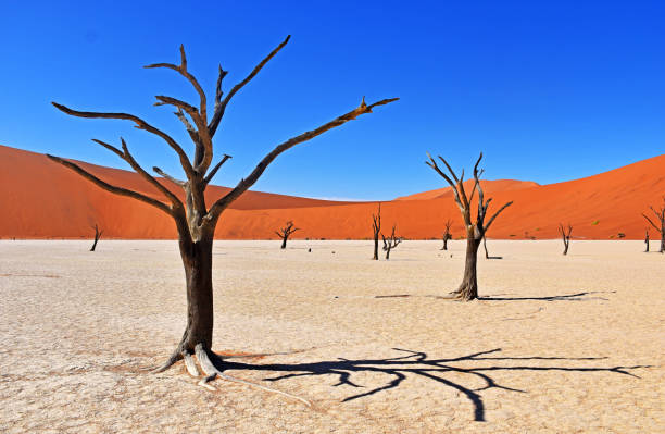 istock The Eerie Landscape of Deadvlei in Namibia 1257914864