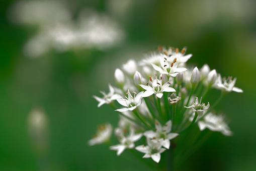白い花　シラーぺルビアナ