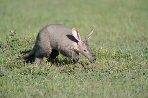 aardvark - oso hormiguero fotografías e imágenes de stock