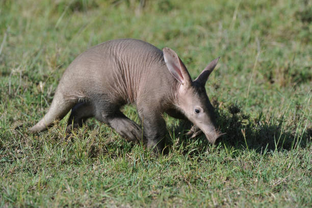 aardvark - ameisenbär stock-fotos und bilder