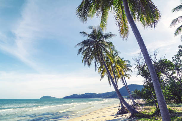 istock Coconut palm trees sandy tropical beach on a background 1257917576