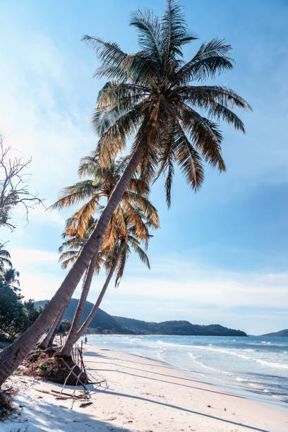 istock palm tree on tropical island beach 1257917581