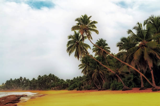 istock tropical island with palm trees on the beach 1257918231