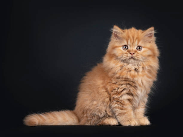 istock Red British Longhair cat kitten on black 1257918259