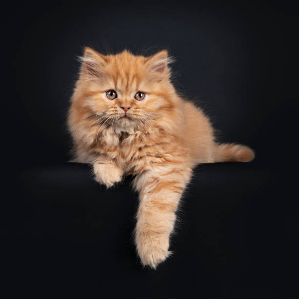 istock Red British Longhair cat kitten on black 1257918276