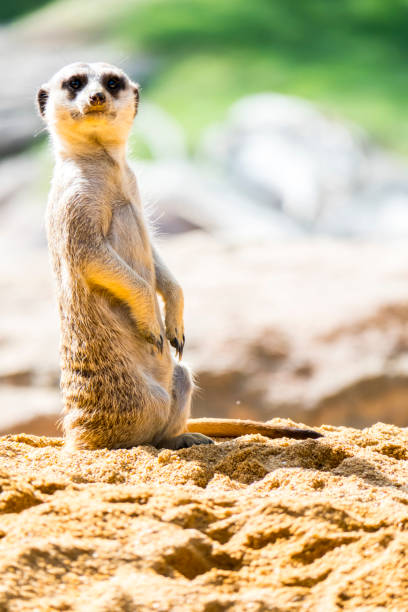 istock meerkats standing in a zoo 1257918414