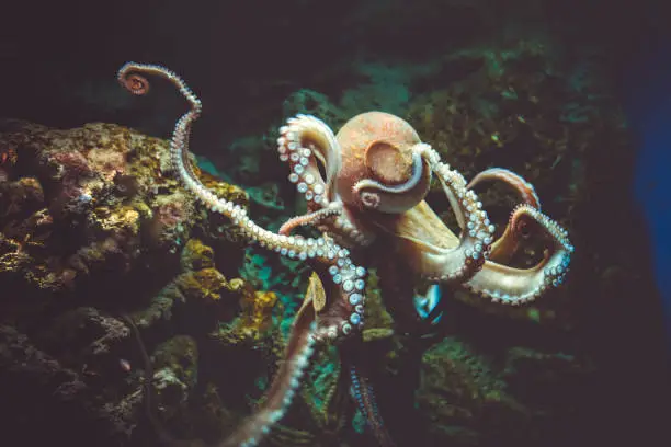 Octopus vulgaris close-up view in the ocean