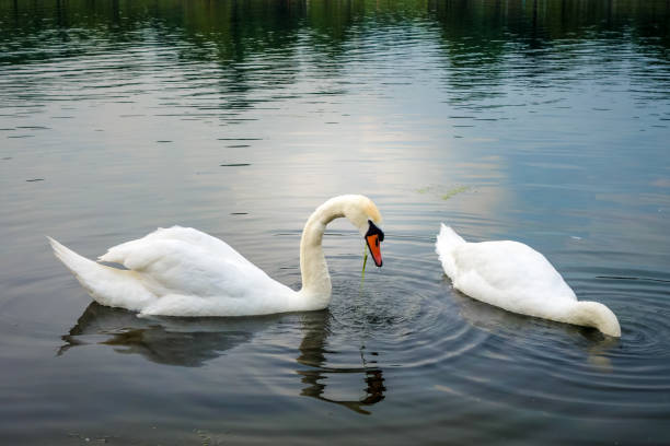 istock White swan swimming on a pond 1257918767