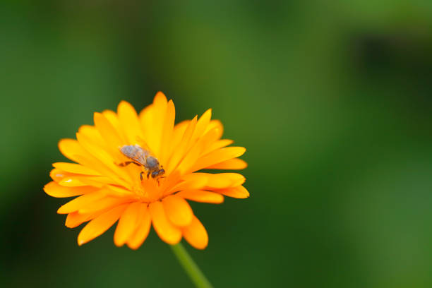 Close-Up of a Marigold Flower and Honey Bee. Canon 5DMkii Lens EF100mm f/2.8L Macro IS USM ISO 200