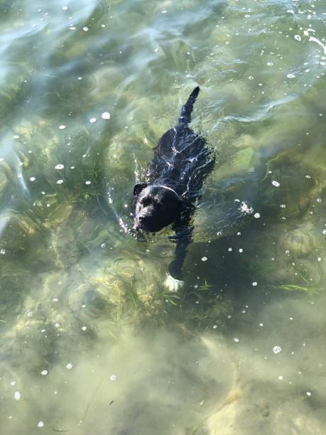 cachorro ou seal? - sweden summer swimming lake - fotografias e filmes do acervo