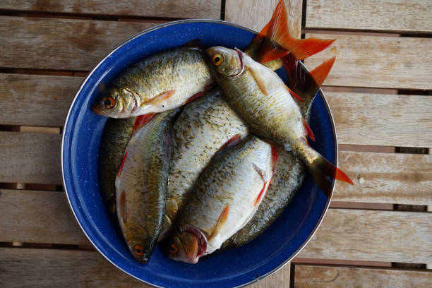 istock Plate with freshly caught common rudd (Scardinius erythrophthalmus) freshwater fish 1257919964