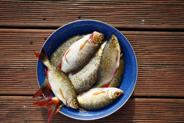 istock Plate with freshly caught common rudd (Scardinius erythrophthalmus) freshwater fish 1257919986