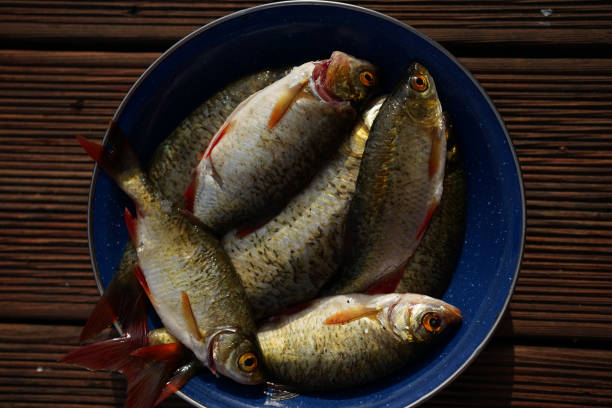 istock Plate with freshly caught common rudd (Scardinius erythrophthalmus) freshwater fish 1257919995