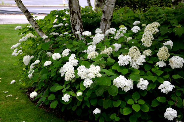 istock Deciduous shrub with a rounded habit which typically grows 3-5' tall and wide, spreading a bit into wide clumps with stolons (not invasively). Huge white clusters of sterile flowers are symmetrical 1257920897