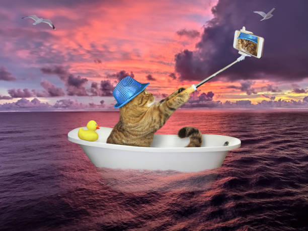 istock Cat makes selfie drifting on sea 1257921420