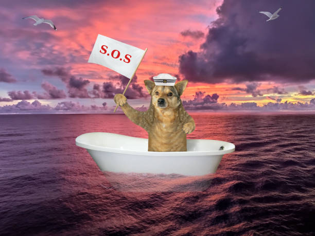 istock Dog in bathtub on sea after shipwreck 1257921426