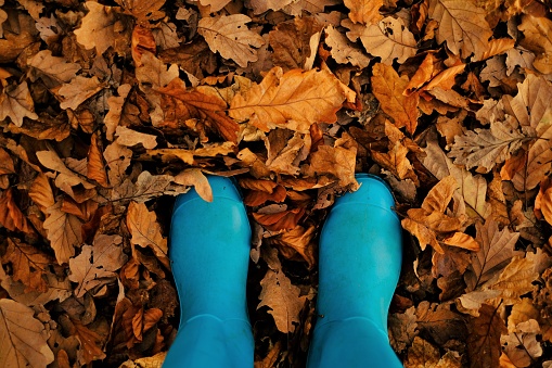 Autumn time. Yellow maple autumn leaves and rubber blue boots.September and October.Fall season
