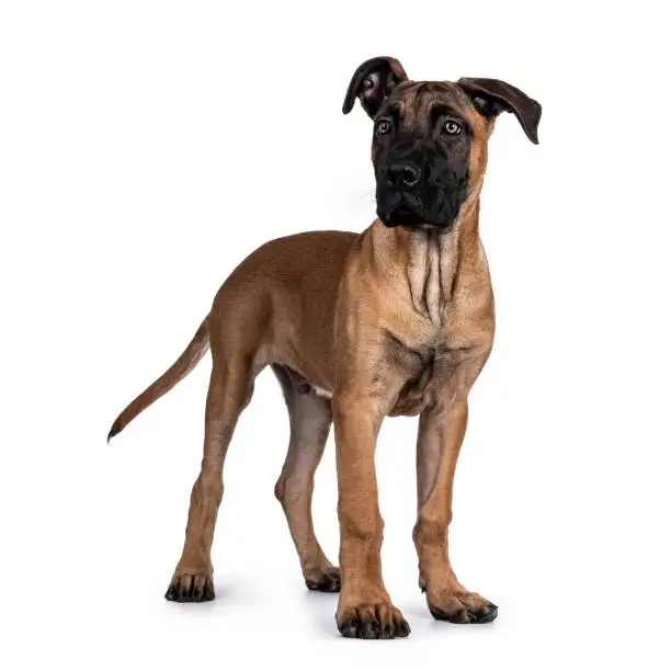 Handsome Boerboel / Malinois crossbreed dog, standing side ways. Head up, looking beside camera with mesmerizing light eyes. Isolated on white background.