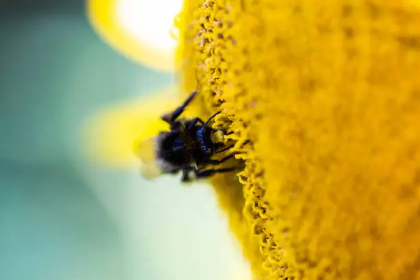 bee on the sunflower, summertime, sunflowerfield