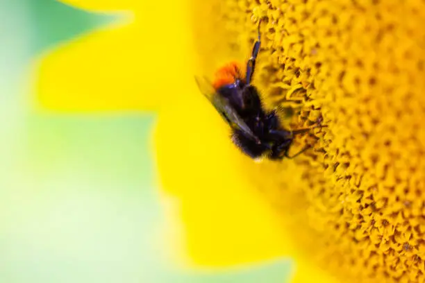 bee on the sunflower, summertime, sunflowerfield
